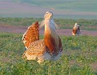 Avutarda